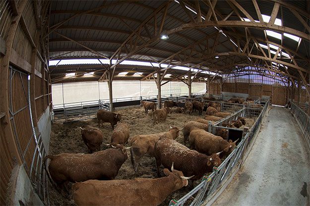 Viande de vaches bio à Toulouse