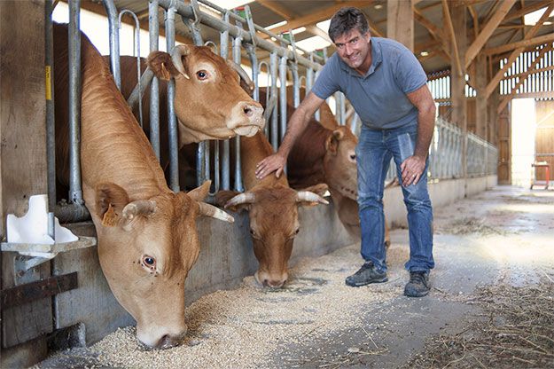 Les vaches ont une alimentation saine