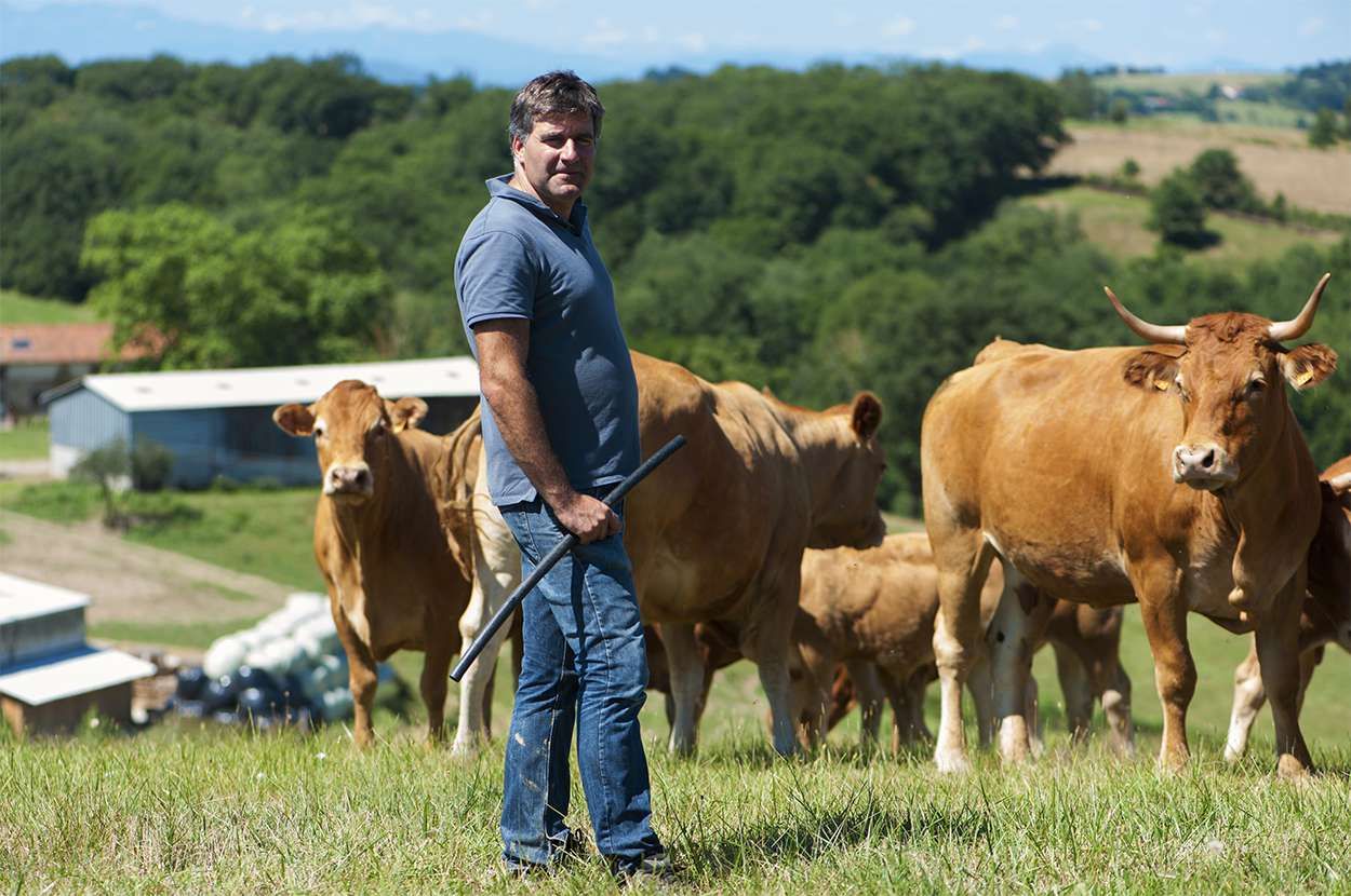 Veau et boeuf de vaches élevées naturellement