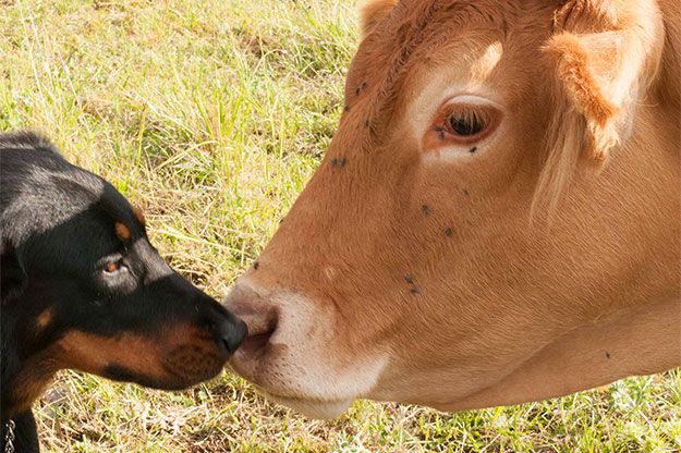 Le chien avec une vache