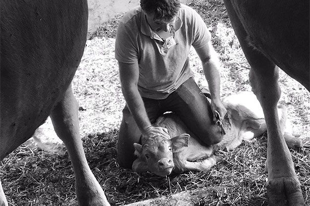 Tagger un veau en agriculture biologique