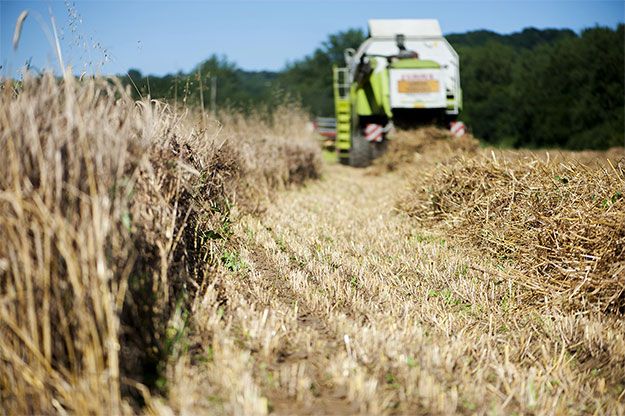 Recolte céréale alimentation naturelle