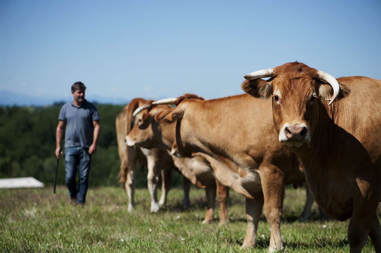 Vente du boeuf d'un élevage local