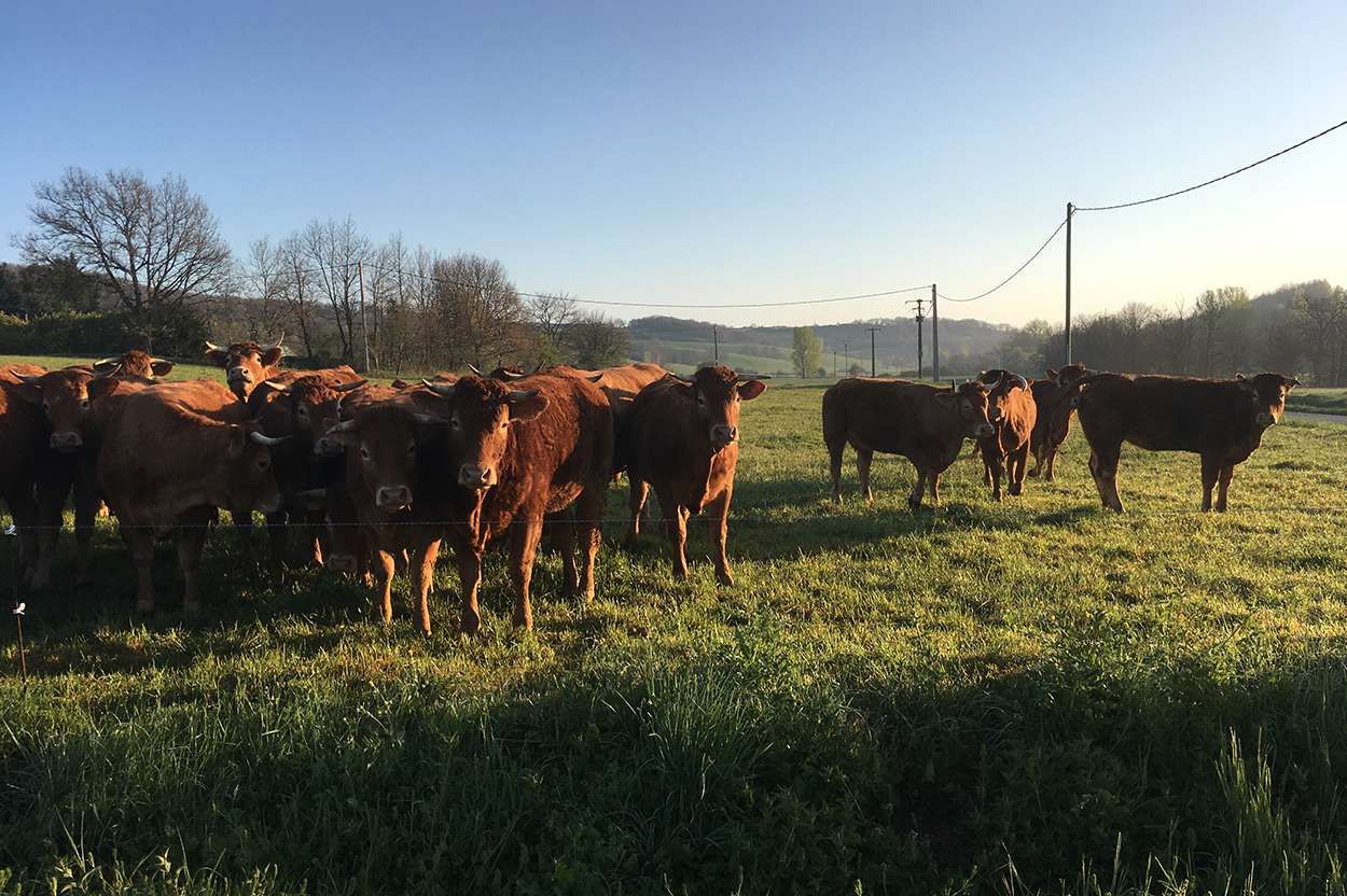 Vente à Toulouse de boeuf et de veau bio