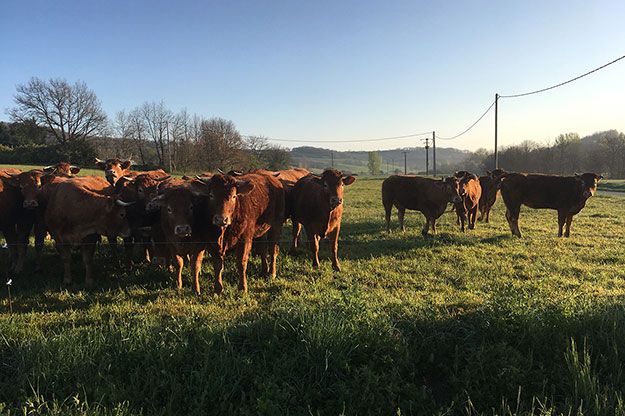 Les vaches en plein air le matin