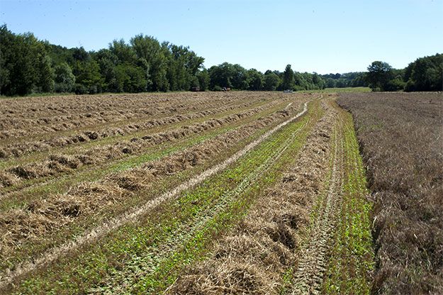 Recolte céréale bio pour alimentation vaches